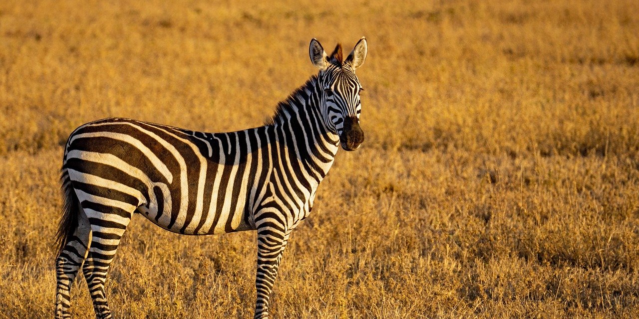 2 days tanzania budget safari