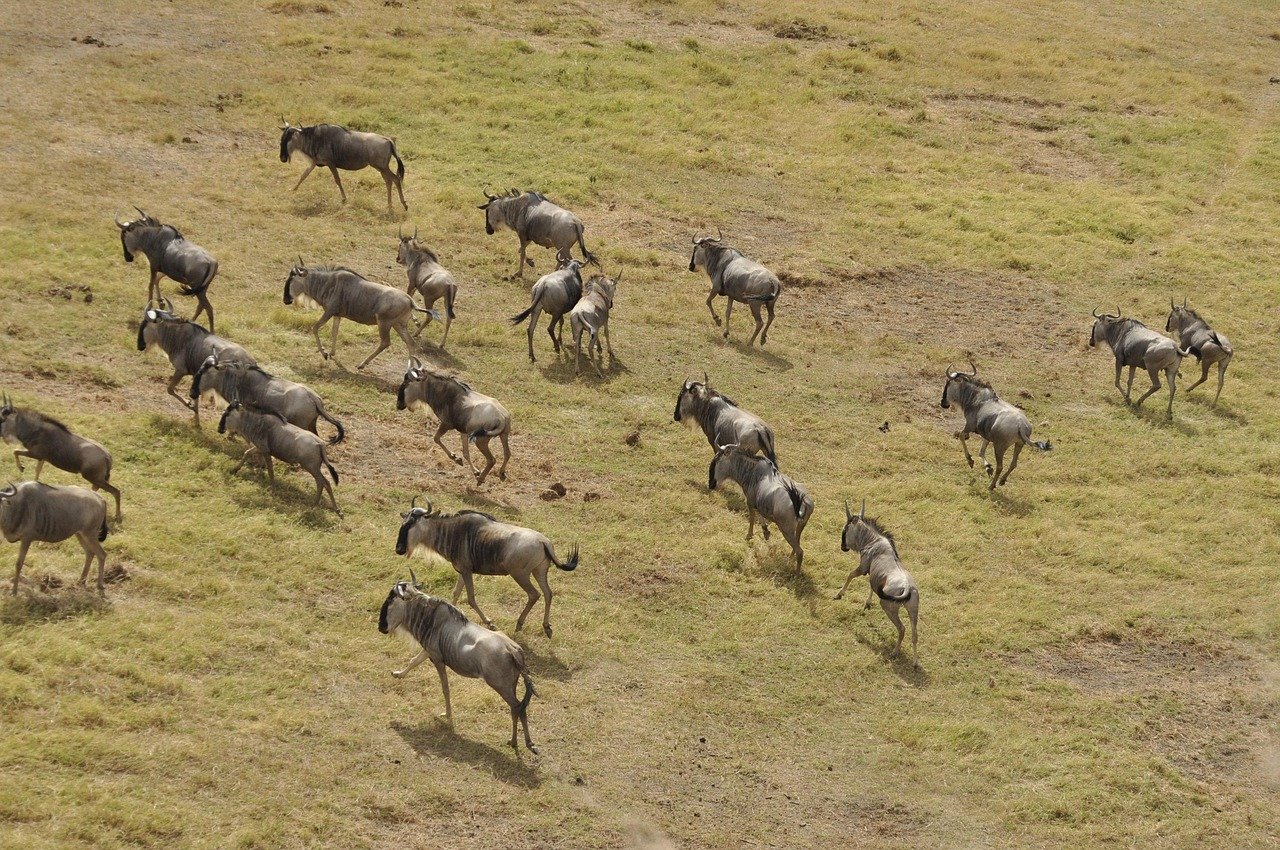 4 days serengeti great migration safari
