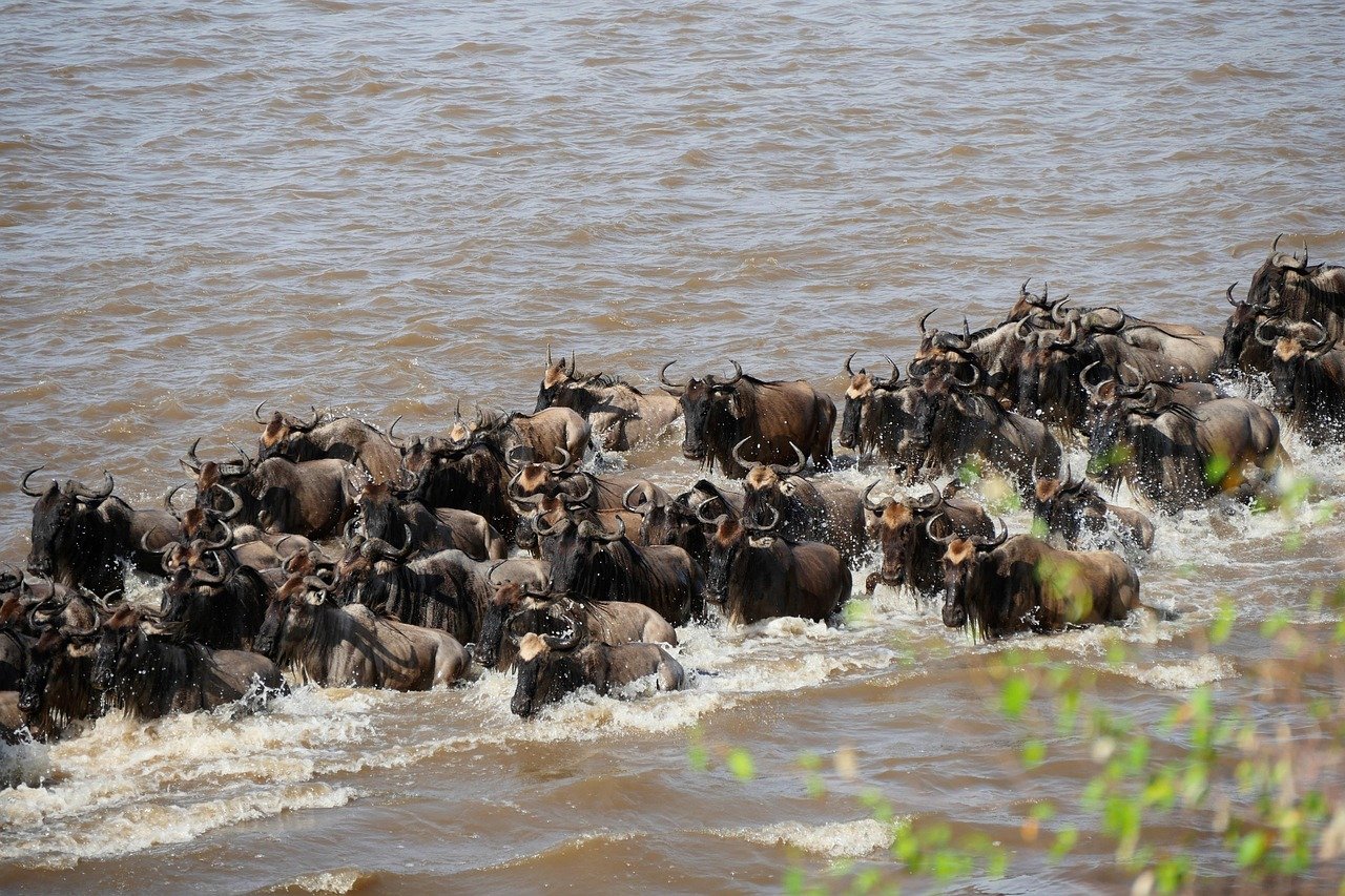 6 days serengeti great migration safari