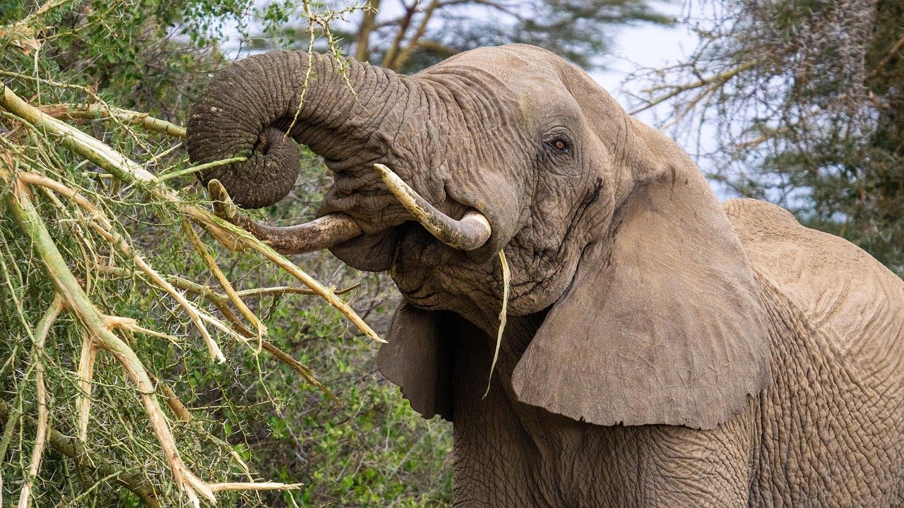 arusha national park 1 day trip