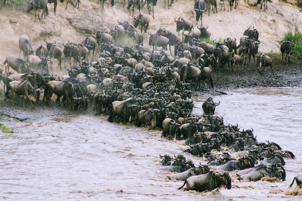 facts about serengeti national park