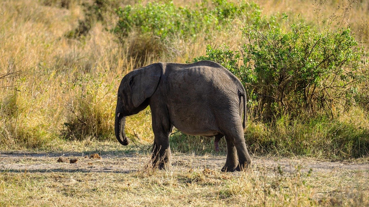 tarangire national park 1 day trip